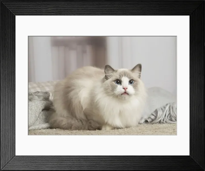 Framed Print : 13131949. Blue Ragdoll cat indoors Date Framed Print : 13131949. Blue Ragdoll cat indoors Date