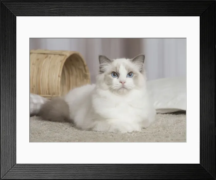 Framed Print : 13131952. Blue Ragdoll cat indoors Date Framed Print : 13131952. Blue Ragdoll cat indoors Date