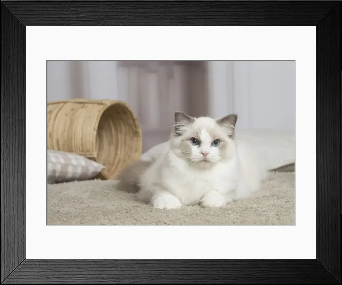 Framed Print : 13131951. Blue Ragdoll cat indoors Date Framed Print : 13131951. Blue Ragdoll cat indoors Date
