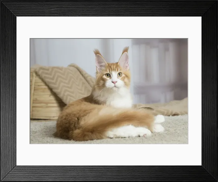 Framed Print : 13131953. Maine Coon cat indoors Date Framed Print : 13131953. Maine Coon cat indoors Date