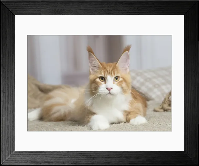Framed Print : 13131955. Maine Coon cat indoors Date Framed Print : 13131955. Maine Coon cat indoors Date