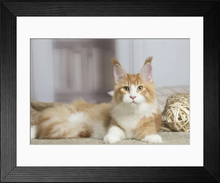 Framed Print : 13131956. Maine Coon cat indoors Date Framed Print : 13131956. Maine Coon cat indoors Date
