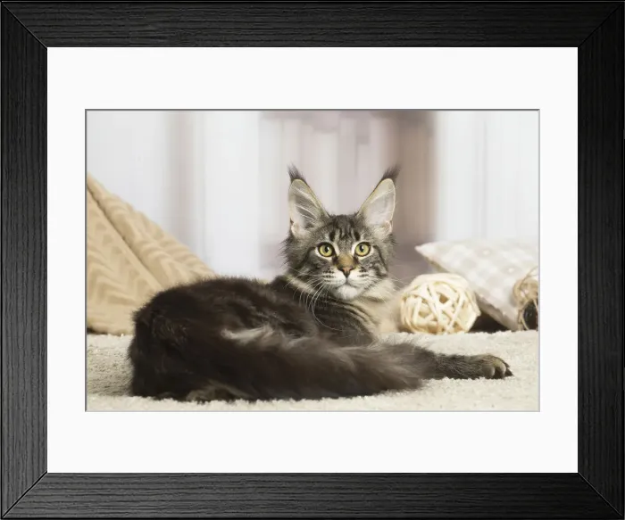 Framed Print : 13131957. Maine Coon cat indoors Date Framed Print : 13131957. Maine Coon cat indoors Date