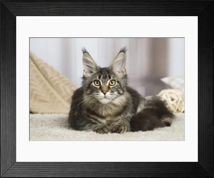 Framed Print : 13131958. Maine Coon cat indoors Date Framed Print : 13131958. Maine Coon cat indoors Date