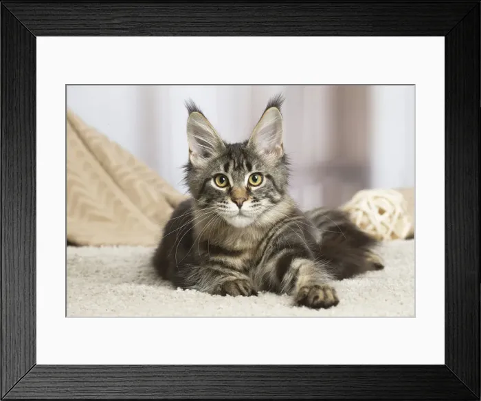 Framed Print : 13131959. Maine Coon cat indoors Date Framed Print : 13131959. Maine Coon cat indoors Date