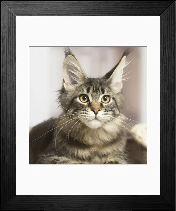 Framed Print : 13131960. Maine Coon cat indoors Date Framed Print : 13131960. Maine Coon cat indoors Date