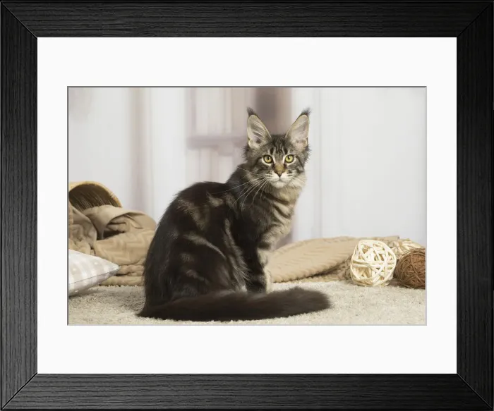 Framed Print : 13131961. Maine Coon cat indoors Date Framed Print : 13131961. Maine Coon cat indoors Date