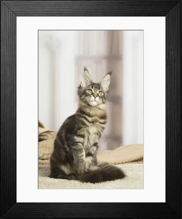 Framed Print : 13131962. Maine Coon cat indoors Date Framed Print : 13131962. Maine Coon cat indoors Date