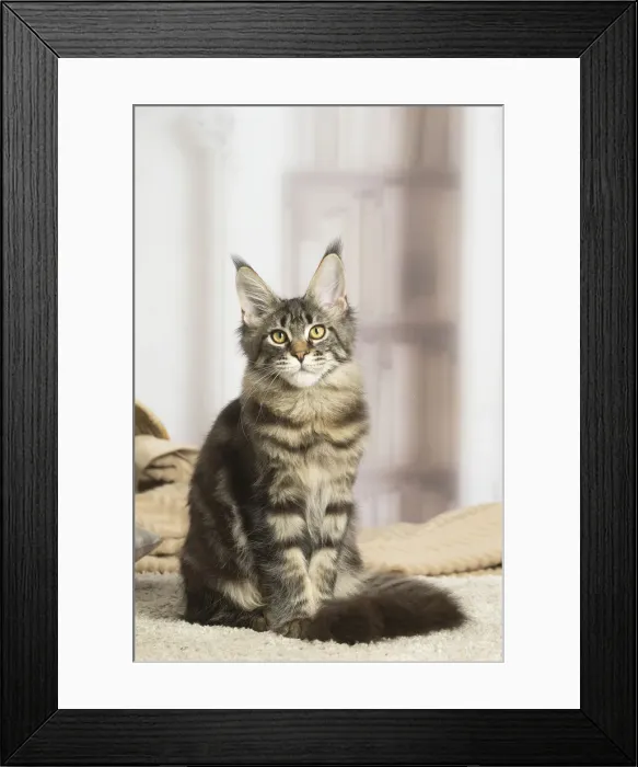 Framed Print : 13131963. Maine Coon cat indoors Date Framed Print : 13131963. Maine Coon cat indoors Date