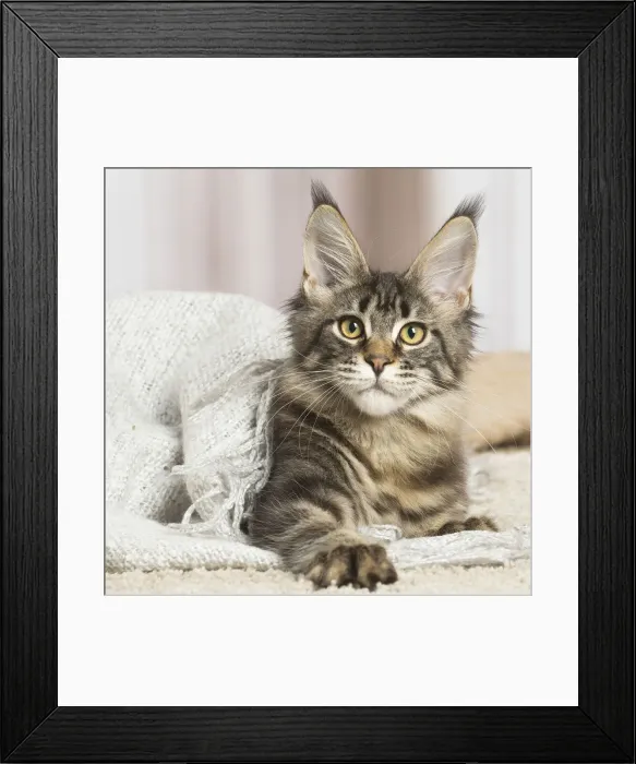 Framed Print : 13131964. Maine Coon cat indoors Date Framed Print : 13131964. Maine Coon cat indoors Date