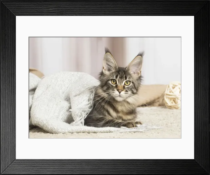 Framed Print : 13131965. Maine Coon cat indoors Date Framed Print : 13131965. Maine Coon cat indoors Date