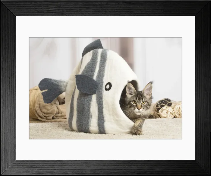 Framed Print : 13131966. Maine Coon cat indoors Date