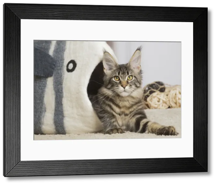 Framed Print : 13131967. Maine Coon cat indoors Date Framed Print : 13131967. Maine Coon cat indoors Date