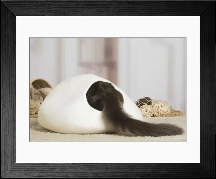 Framed Print : 13131968. Maine Coon cat indoors Date Framed Print : 13131968. Maine Coon cat indoors Date