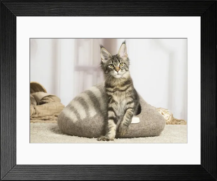 Framed Print : 13131970. Maine Coon cat indoors Date Framed Print : 13131970. Maine Coon cat indoors Date