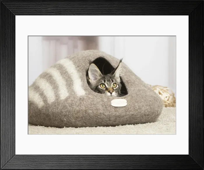 Framed Print : 13131971. Maine Coon cat indoors Date Framed Print : 13131971. Maine Coon cat indoors Date