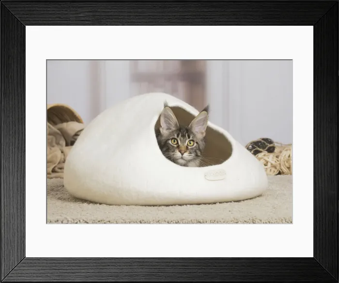 Framed Print : 13131969. Maine Coon cat indoors Date Framed Print : 13131969. Maine Coon cat indoors Date