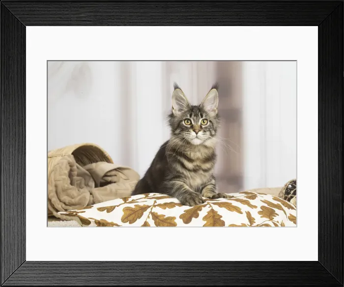 Framed Print : 13131973. Maine Coon cat indoors Date Framed Print : 13131973. Maine Coon cat indoors Date