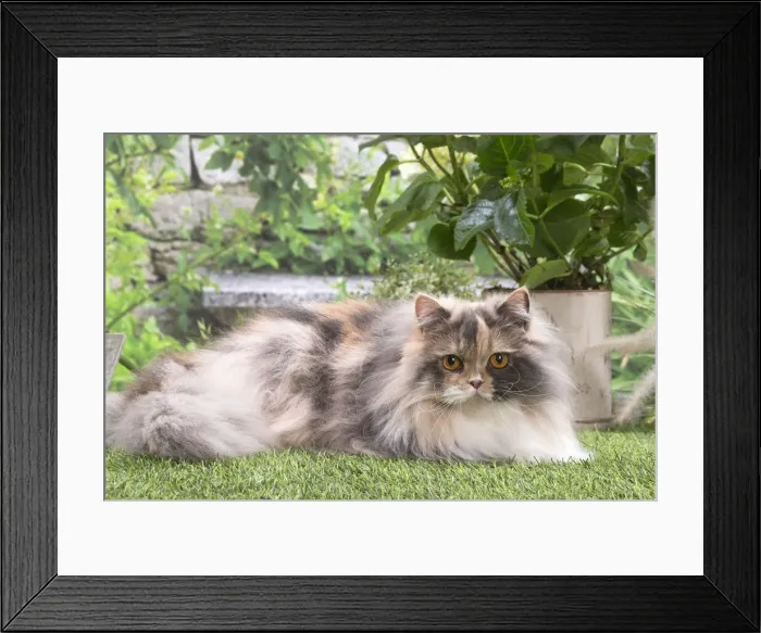 Framed Print : 13131974. British longhair cat outdoors in the garden Date Framed Print : 13131974. British longhair cat outdoors in the garden Date