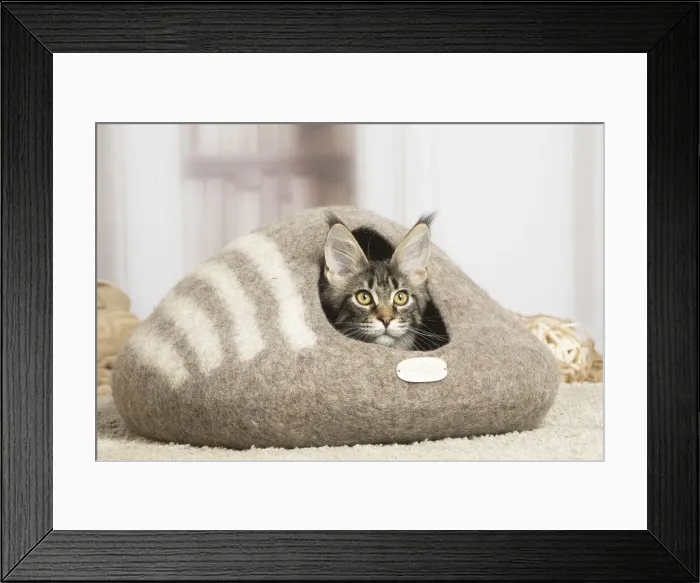 Framed Print : 13131972. Maine Coon cat indoors Date Framed Print : 13131972. Maine Coon cat indoors Date