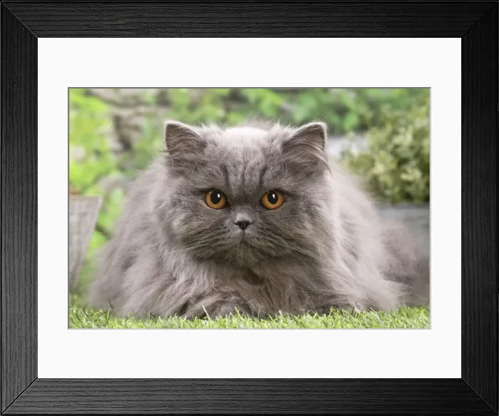 Framed Print : 13131975. British longhair cat outdoors in the garden Date Framed Print : 13131975. British longhair cat outdoors in the garden Date