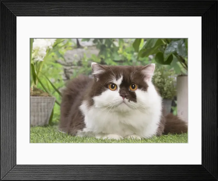 Framed Print : 13131977. British longhair cat outdoors in the garden Date Framed Print : 13131977. British longhair cat outdoors in the garden Date