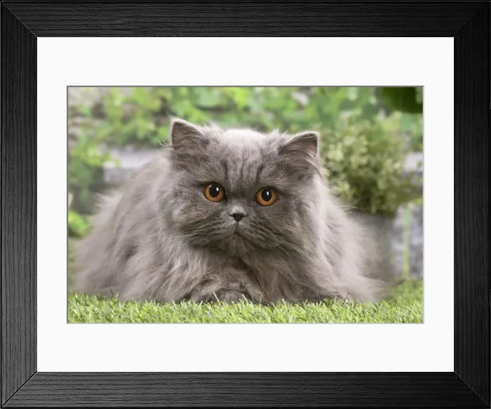 Framed Print : 13131976. British longhair cat outdoors in the garden Date Framed Print : 13131976. British longhair cat outdoors in the garden Date