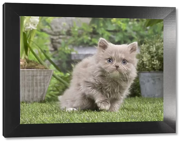 13131978. British longhair kitten outdoors in the garden Date