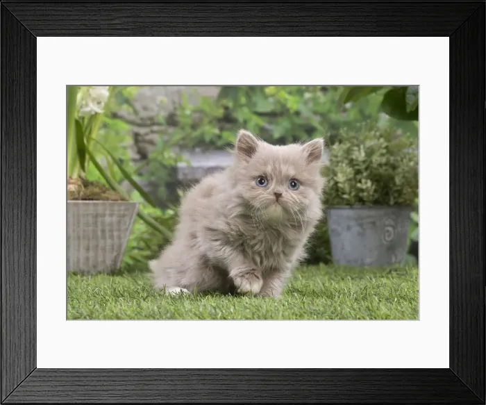 Framed Print : 13131978. British longhair kitten outdoors in the garden Date Framed Print : 13131978. British longhair kitten outdoors in the garden Date