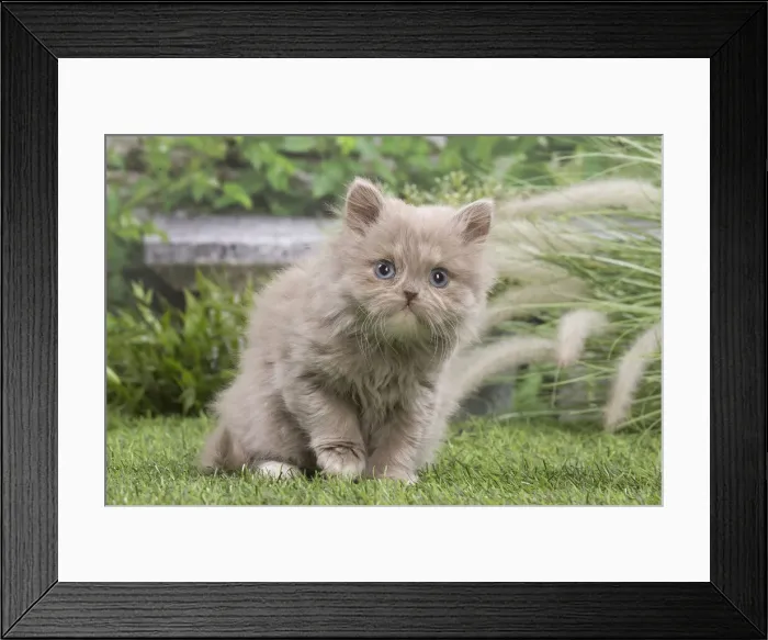 Framed Print : 13131980. British longhair kitten outdoors in the garden Date