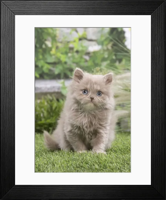 Framed Print : 13131979. British longhair kitten outdoors in the garden Date Framed Print : 13131979. British longhair kitten outdoors in the garden Date