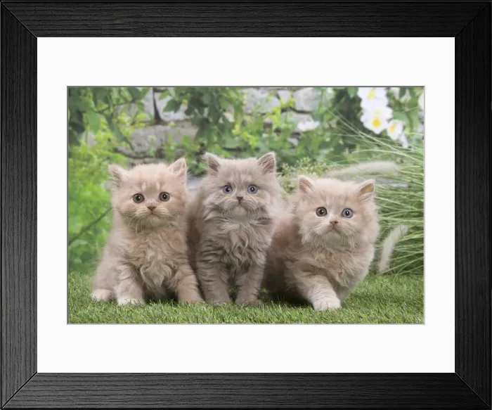 Framed Print : 13131983. British longhair kittens outdoors in the garden Date Framed Print : 13131983. British longhair kittens outdoors in the garden Date