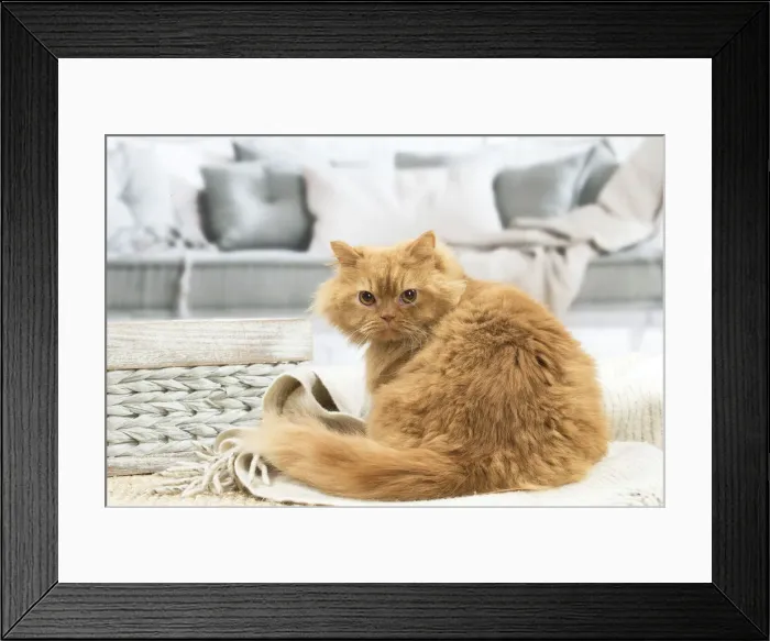 Framed Print : 13131993. British longhair cat indoors Date Framed Print : 13131993. British longhair cat indoors Date