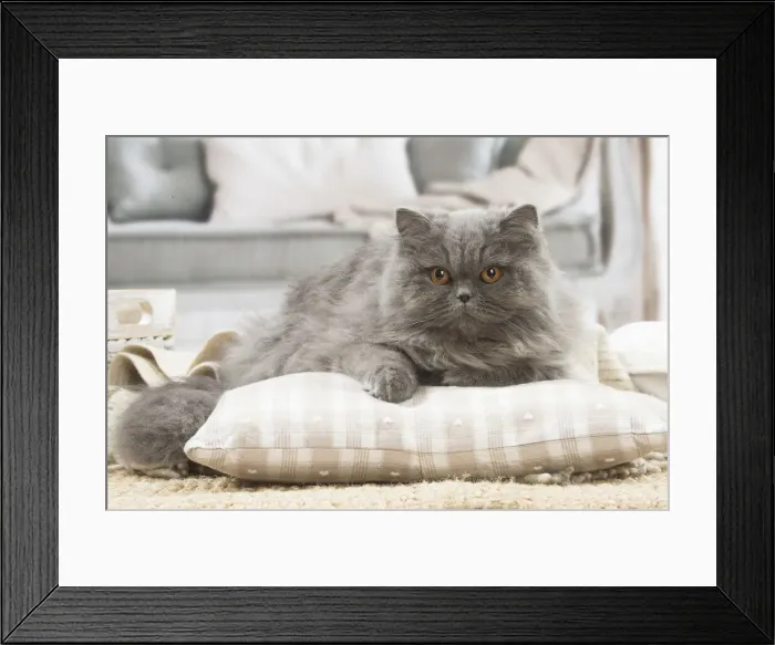 Framed Print : 13131997. British longhair cat indoors Date Framed Print : 13131997. British longhair cat indoors Date