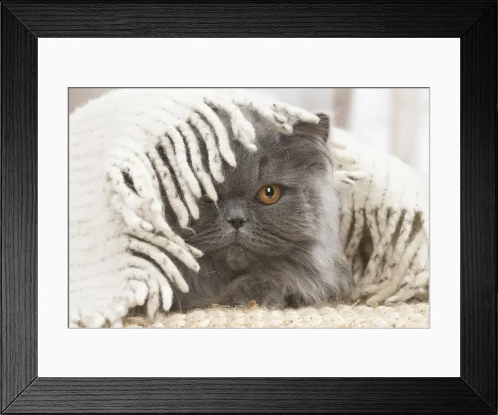 Framed Print : 13132000. British longhair cat indoors Date Framed Print : 13132000. British longhair cat indoors Date