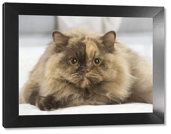 13132001. British longhair cat indoors Date