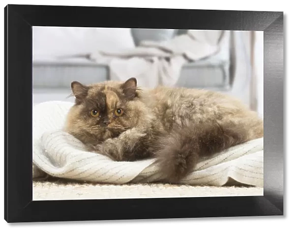 13132002. British longhair cat indoors Date
