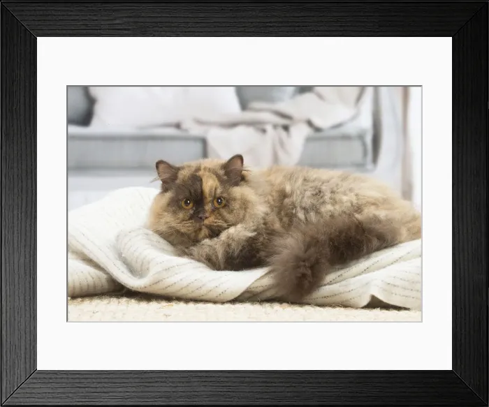 Framed Print : 13132002. British longhair cat indoors Date Framed Print : 13132002. British longhair cat indoors Date