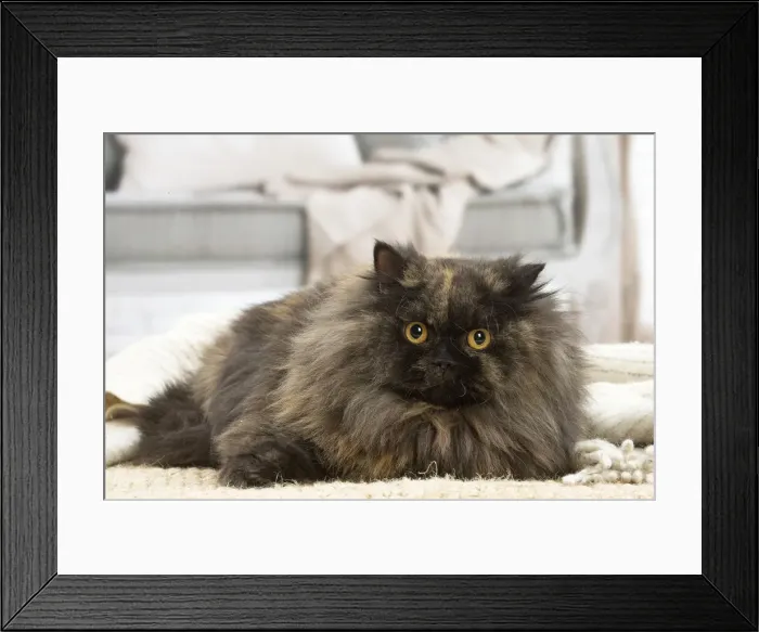 Framed Print : 13132003. British longhair cat indoors Date Framed Print : 13132003. British longhair cat indoors Date
