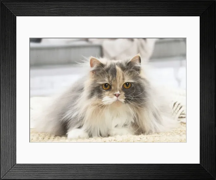 Framed Print : 13132004. British longhair cat indoors Date Framed Print : 13132004. British longhair cat indoors Date