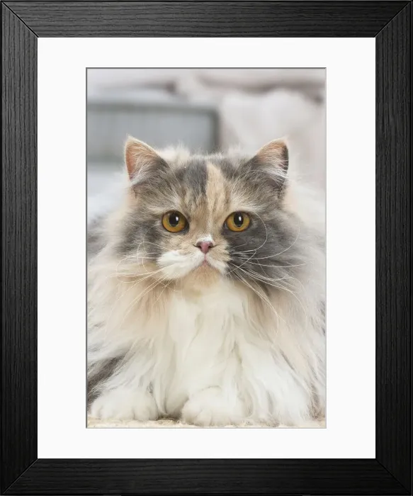 Framed Print : 13132005. British longhair cat indoors Date Framed Print : 13132005. British longhair cat indoors Date