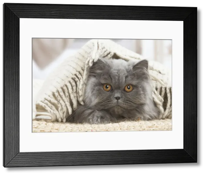 Framed Print : 13131999. British longhair cat indoors Date Framed Print : 13131999. British longhair cat indoors Date