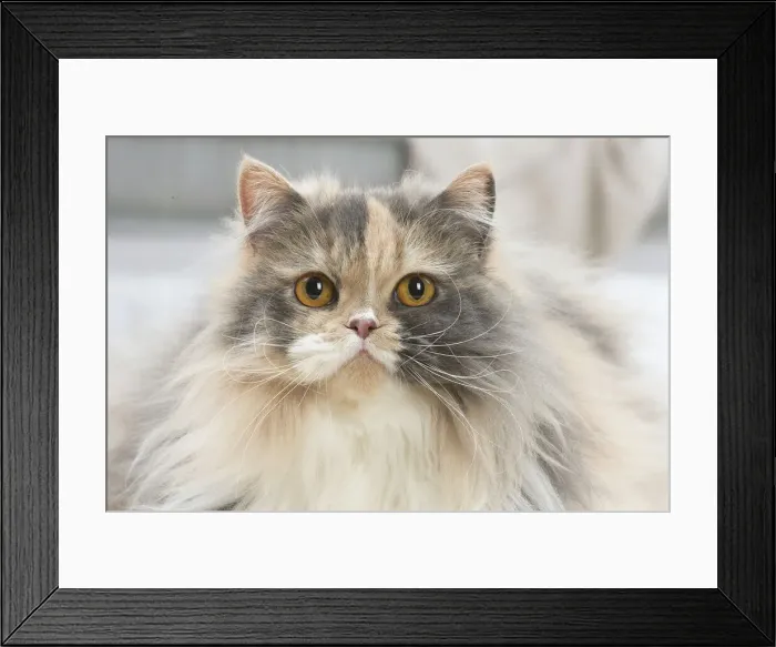 Framed Print : 13132006. British longhair cat indoors Date Framed Print : 13132006. British longhair cat indoors Date
