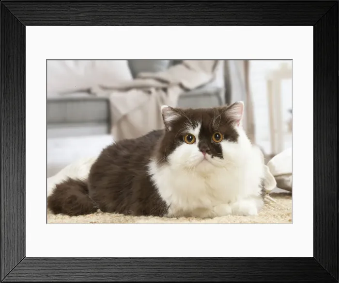 Framed Print : 13132007. British longhair cat indoors Date Framed Print : 13132007. British longhair cat indoors Date