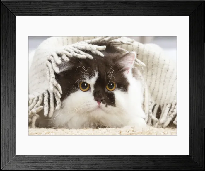 Framed Print : 13132008. British longhair cat indoors Date Framed Print : 13132008. British longhair cat indoors Date