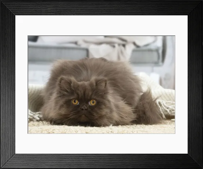 Framed Print : 13132009. British longhair cat indoors Date Framed Print : 13132009. British longhair cat indoors Date