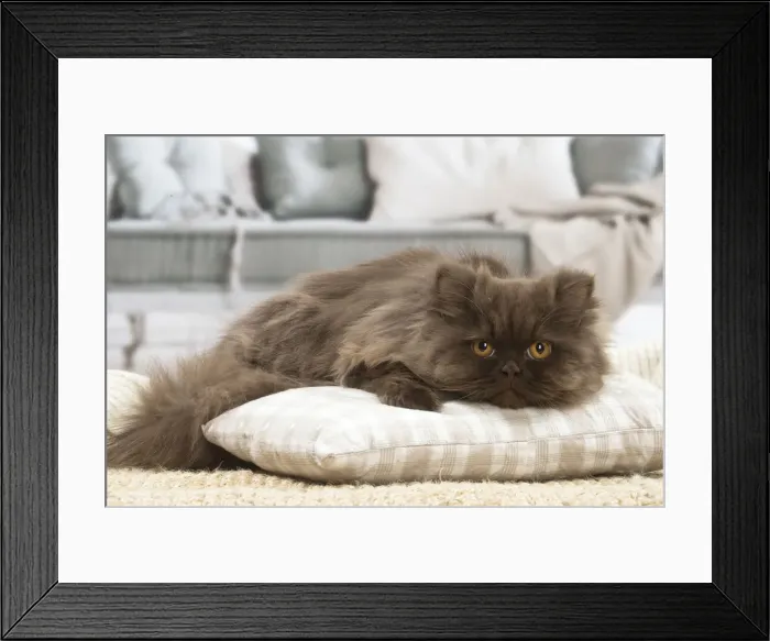 Framed Print : 13132010. British longhair cat indoors Date