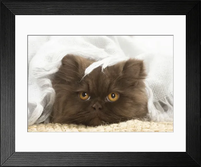 Framed Print : 13132011. British longhair cat indoors Date Framed Print : 13132011. British longhair cat indoors Date