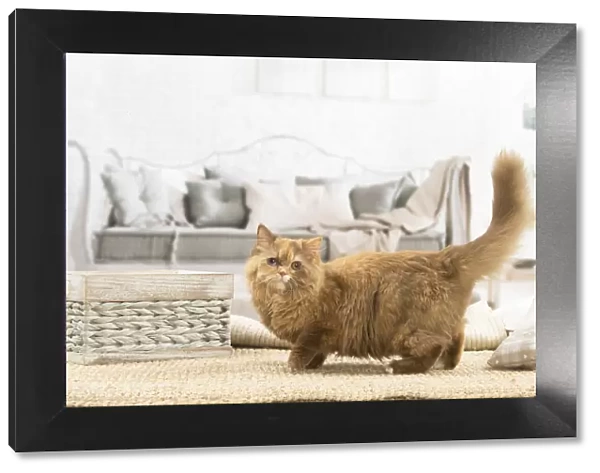 13132013. British longhair cat indoors Date