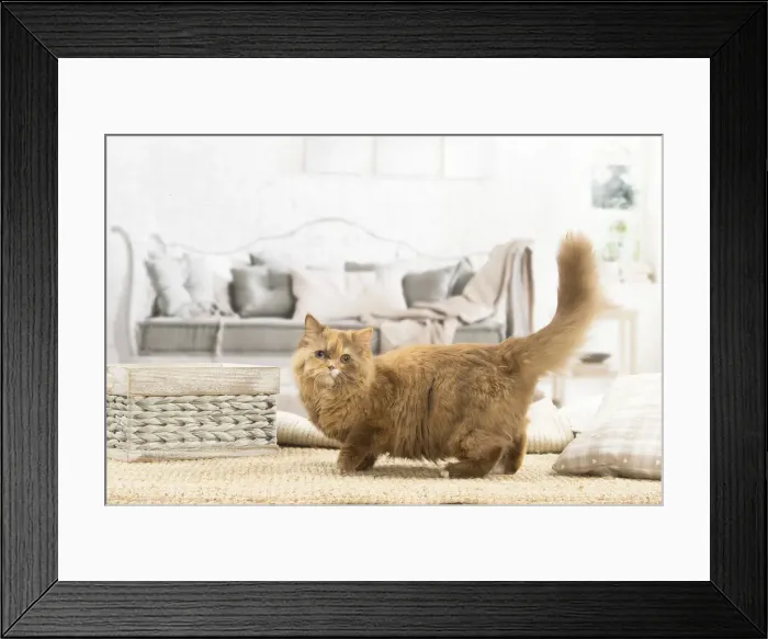 Framed Print : 13132013. British longhair cat indoors Date Framed Print : 13132013. British longhair cat indoors Date